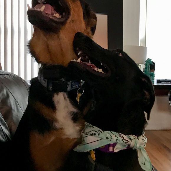 Meet your Posher, Doddle - Picture 1 of 1